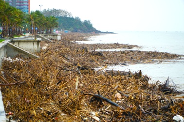 Bờ biển Hải Tiến như bãi chông sau bão Bualoi