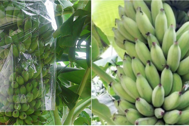 Hai học sinh lớp 11 tạo ra chế phẩm bảo quản rau củ quả từ vỏ chuối xanh