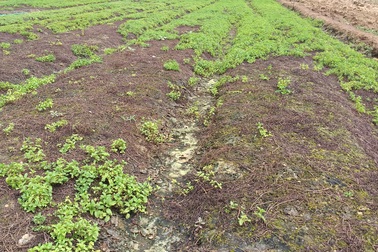 Nông dân điêu đứng vì rau chết khô, đất bỏ hoang