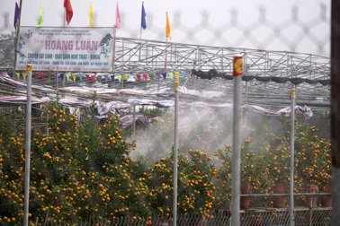 Đất Tứ Liên tràn ngập nhà giàn trồng quất bon sai