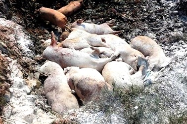 Lén lút chôn 138 con heo, chủ trại bị phạt kịch khung 8 triệu đồng