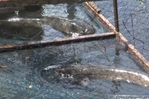 Quảng Bình: Dân bãi ngang thoát nghèo nhờ ...nuôi cá lóc trên vùng cát trắng