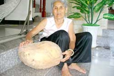 An Giang: Củ khoai lang nặng gần 12kg