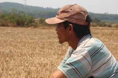 Đồng ruộng bỏ hoang, lúa “tắc” đòng vì khô hạn