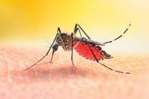 Lần đầu phát hiện 3 con muỗi ở quốc gia duy nhất thế giới không có muỗi