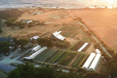 Vợ chồng cải tạo đất cằn thành nông trại hoa rực rỡ bên bờ biển