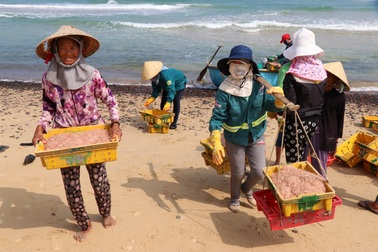 Trúng "lộc" biển, ngư dân kiếm tiền triệu mỗi ngày dịp cận Tết