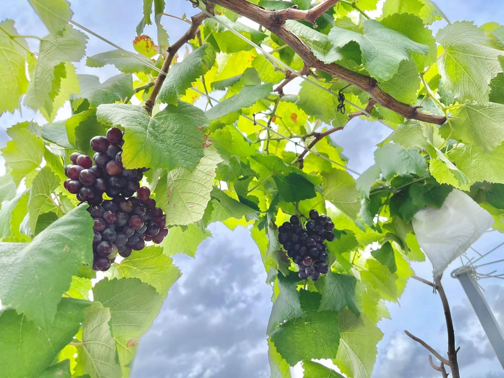 Vợ chồng tại TPHCM biến nóc nhà thành siêu thị nông sản ngập rau trái - 5