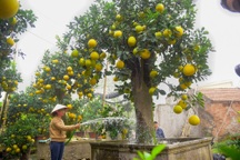 Vườn bưởi cảnh cổ thụ tiền tỷ được nhiều đại gia "săn” chơi Tết