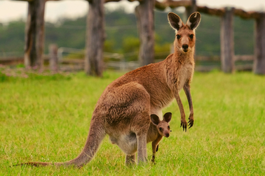 Thú có túi tiến hóa hơn con người ở điểm nào?
