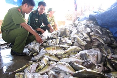 Lén lút “khai quật” cá nóc độc bị tiêu hủy để đem bán