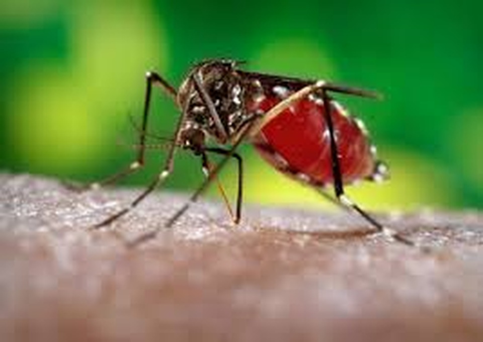 Việt Nam: Ghi nhận ca mắc Zika đầu tiên trong năm 2020 - 1 Việt Nam: Ghi nhận ca mắc Zika đầu tiên trong năm 2020 - 1