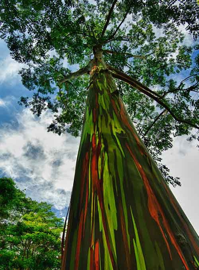 Cây cầu vồng với tên khoa học là Eucalyptus,