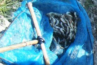 Cá mú, tôm thẻ chân trắng chết hàng loạt, nông dân trắng tay