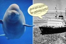 Giải mã chiến dịch giải cứu 2000 cá voi trắng bằng âm nhạc độc nhất lịch sử