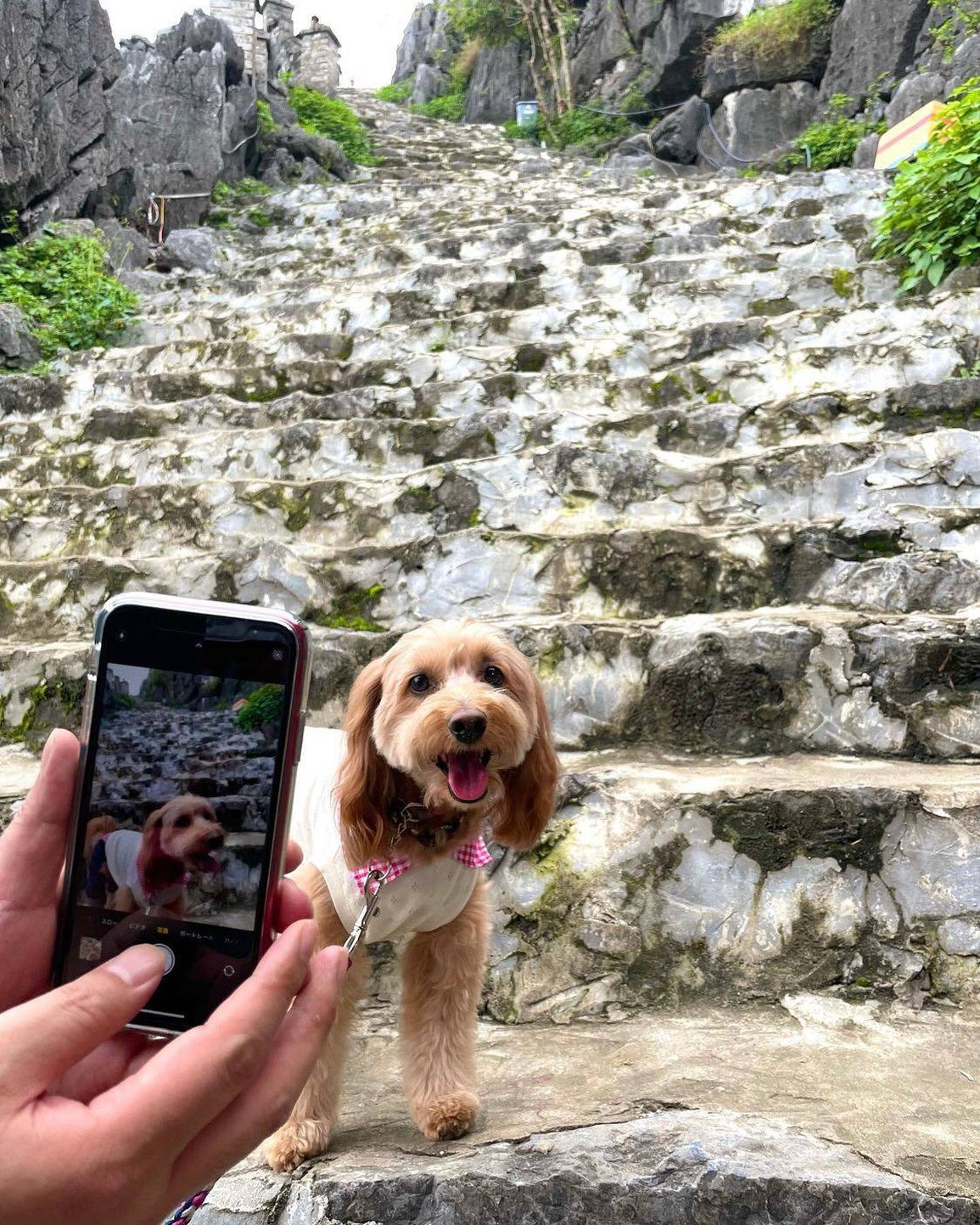 Bộ ảnh cún cưng vi vu thánh địa sống ảo Hang Múa gây sốt mạng - 6