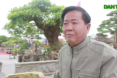 Sửng sốt với cây khế cổ dáng Long đẹp nhất Việt Nam có giá 5 tỷ đồng