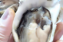 Hàu nướng vỉa hè 5.000 đồng/con đầy phố Hà Nội: 'Là hàu loại'