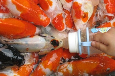 Không tin nổi vào mắt khi thấy những đàn cá kỳ lạ bậc nhất đất Việt