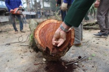 Hà Nội: Chặt hạ cây sưa đỏ 100 năm tuổi bên cạnh "cây sưa trăm tỷ"