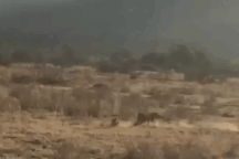 Chó rừng thoát chết thần kỳ trước nanh vuốt báo gê-pa