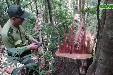 Lâm tặc hoành hành, tàn sát cây rừng không thương tiếc