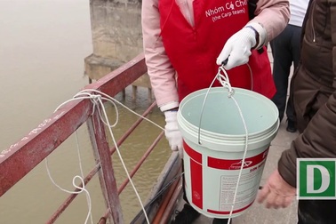 Cá chép "đu dây" xuống sông Hồng trong ngày ông Công ông Táo