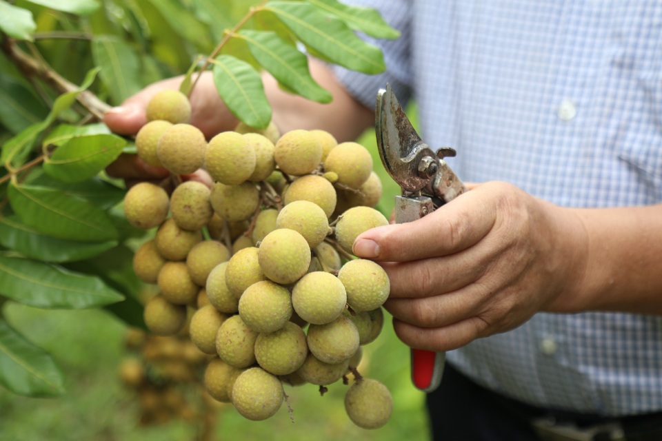 Người dân sông Mã đổi đời nhờ ép cây xóa đói chín sớm - 3 Người dân sông Mã đổi đời nhờ ép cây xóa đói chín sớm - 3
