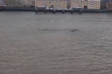 Video sinh vật lạ di chuyển bên dưới làn nước sông Thames