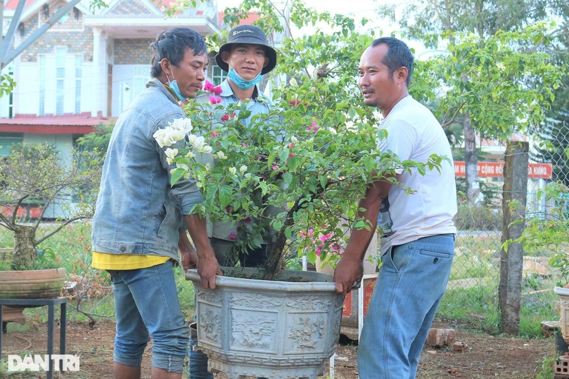 Trồng hồng thất bại, cử nhân chọn giống hoa nở quanh năm để bán Tết - 4 Trồng hồng thất bại, cử nhân chọn giống hoa nở quanh năm để bán Tết - 4