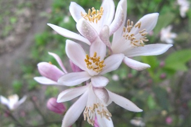 Ngỡ ngàng vẻ đẹp hoa chanh