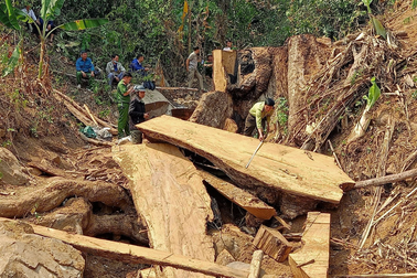 Bắt quả tang 2 đối tượng "xẻ thịt" cây cổ thụ giữa rừng