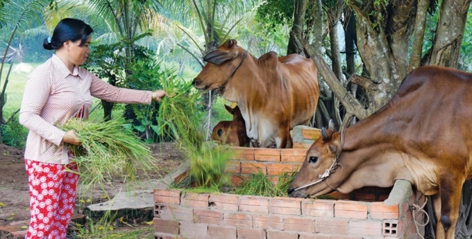 Nhiều phụ nữ thoát nghèo nhờ nuôi bò. Ảnh minh họa