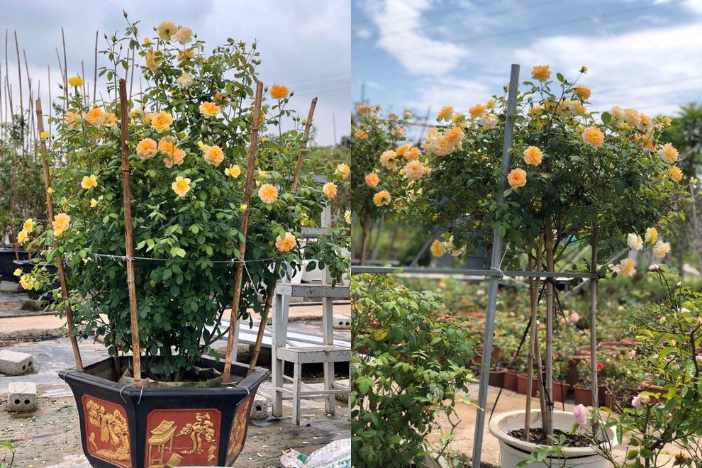 Vợ chồng thạc sĩ bỏ phố về quê làm trang trại hoa hồng ở Cao Bằng - 5 Vợ chồng thạc sĩ bỏ phố về quê làm trang trại hoa hồng ở Cao Bằng - 5