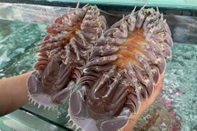 Diễn biến mới vụ quán hải sản bị tố bán con bọ biển gần 4 triệu đồng