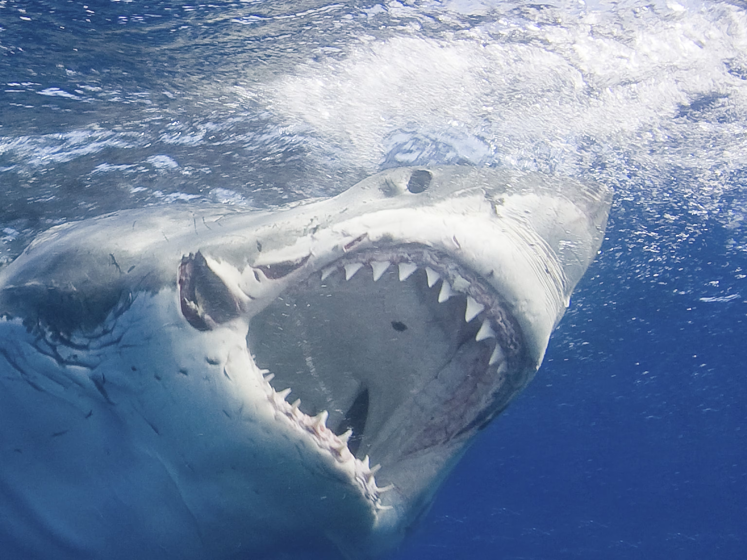 Cá mập trắng lớn thường ít khi tấn công con người, nhưng một khi con người bị chúng tấn công sẽ chịu hậu quả nghiêm trọng (Ảnh: NatGeo).
