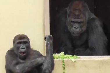 Bật cười trước hình ảnh khỉ đột ngồi “tám chuyện” trong vườn thú