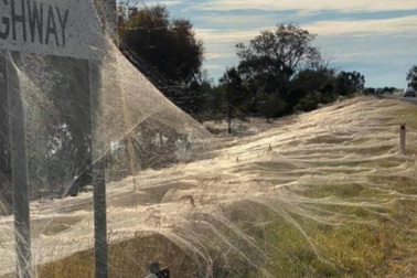 Sốc với cảnh mạng nhện "khủng" giăng kín đất trời sau cơn lũ ở Úc