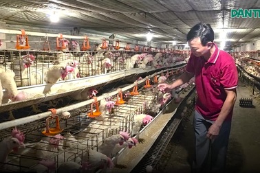 Người đàn ông với trại gà thu chục tỷ mỗi năm khởi nghiệp từ 5 triệu đồng