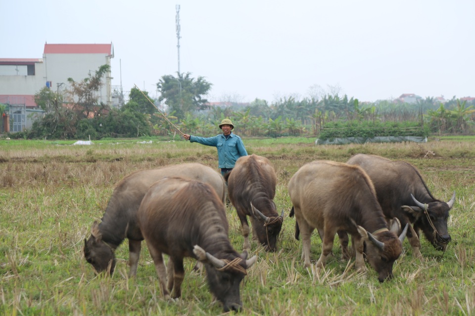 Thợ chăn trâu thịt, 365 ngày/năm đều ở ngoài đồng... - 2 Thợ chăn trâu thịt, 365 ngày/năm đều ở ngoài đồng... - 2