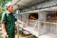 Cựu chiến binh kiếm 200 triệu đồng/năm nhờ nuôi con ngủ ngày, mê trái cây