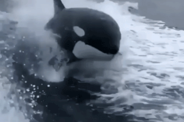 Bi kịch cá voi sát thủ già nhất: Trò mua vui 50 năm, chết trước khi tự do