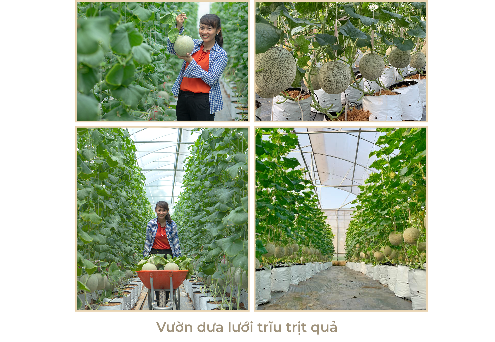 Nữ thạc sỹ xinh đẹp rời phòng lạnh về làm nông dân trồng dưa sạch - 4 Nữ thạc sỹ xinh đẹp rời phòng lạnh về làm nông dân trồng dưa sạch - 4
