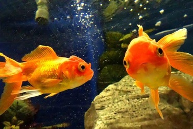 Kỳ lạ điều luật phạm pháp nếu nuôi một con cá vàng