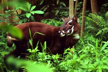 Bất ngờ phát hiện sao la tại Việt Nam sau 15 năm vắng bóng