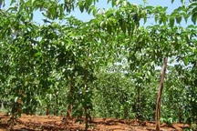 Lại chặt cà phê, trồng chanh để bán cho Trung Quốc