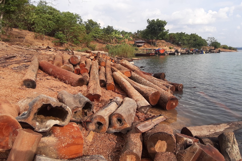 Phát hiện công trường gỗ trái phép ngang nhiên tập kết giữa lòng sông - 2 Phát hiện công trường gỗ trái phép ngang nhiên tập kết giữa lòng sông - 2