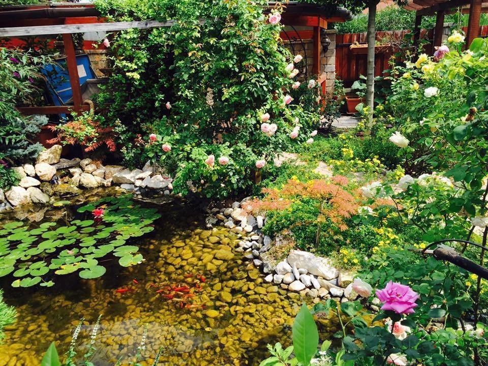 Ngôi nhà phủ kín hoa hồng đẹp không rời mắt của nữ Việt kiều ở Hungary - 13 Ngôi nhà phủ kín hoa hồng đẹp không rời mắt của nữ Việt kiều ở Hungary - 13