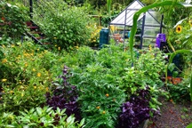 Khu vườn rau trái rộng 2.8000m2 của người phụ nữ đam mê trồng cây