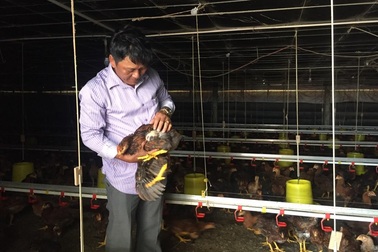 Quảng Ngãi: Nuôi gà cho nghe nhạc mang về thu nhập "khủng"